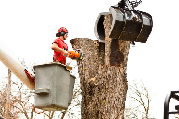 How Our Tree Care Process Works  in  Mantua, VA